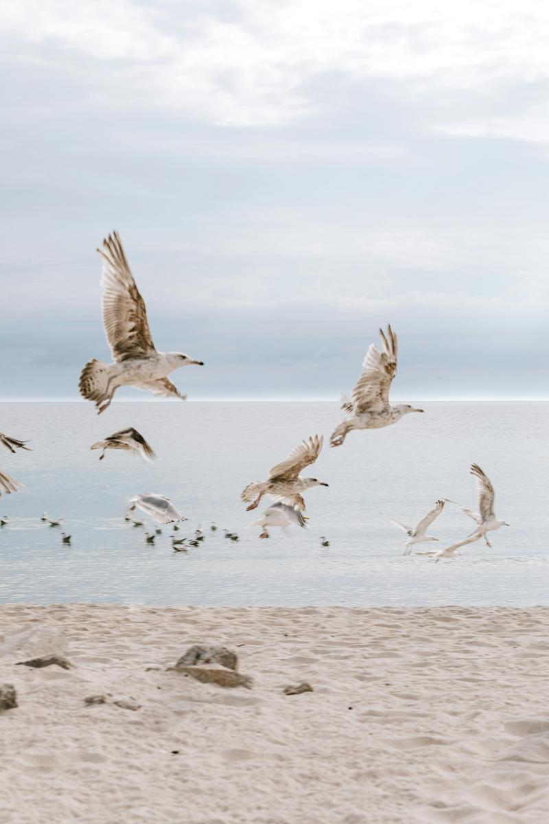 polish coast